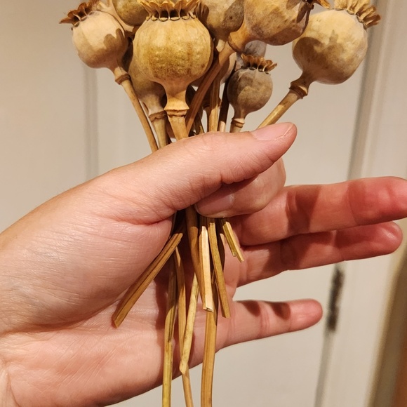 Dried Poppy Flowers - Picture 3 of 4
